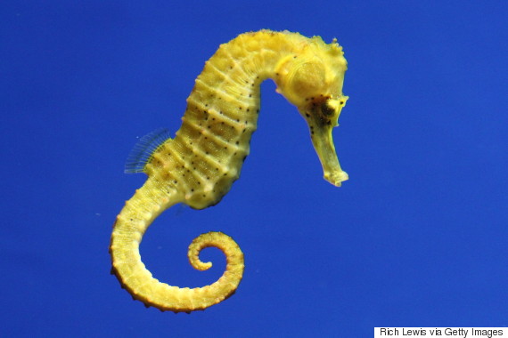 11 Facts That Prove Seahorses Are Among The Most Fascinating Fish In The  Sea | Huffpost Impact