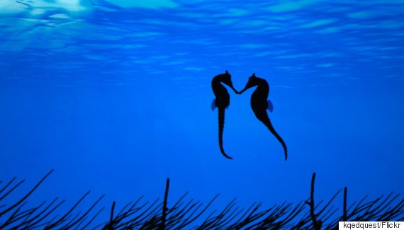 11 Facts That Prove Seahorses Are Among The Most Fascinating Fish In The  Sea | Huffpost Impact