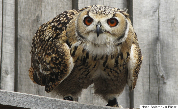 stamina owl