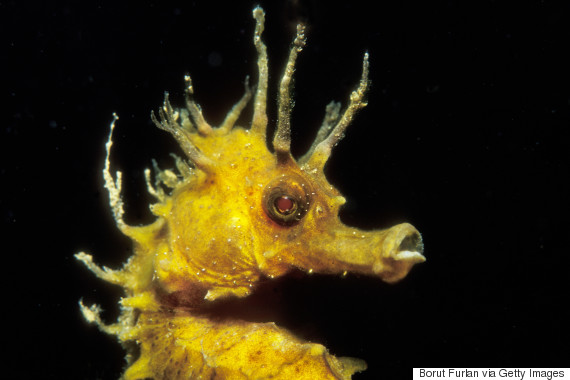 11 Facts That Prove Seahorses Are Among The Most Fascinating Fish In The Sea Huffpost