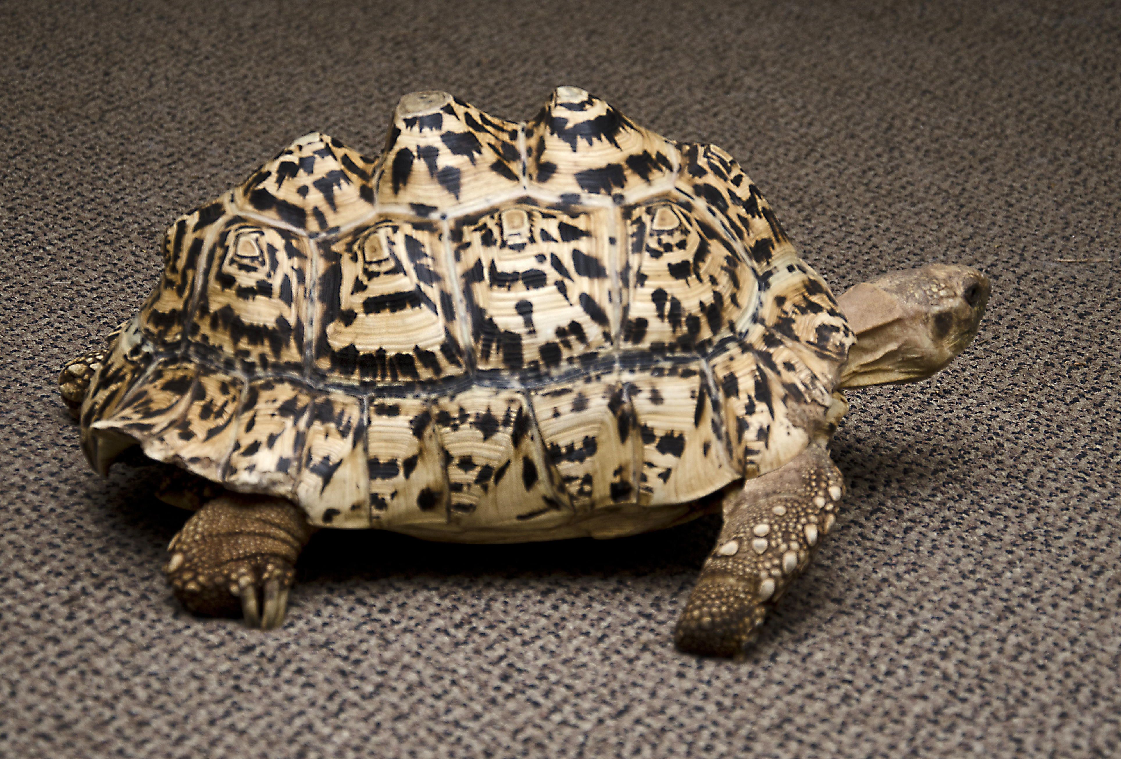 leopard tortoise shell