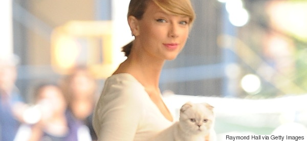 taylor swift cat