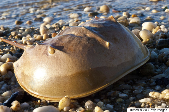 horseshoe crab