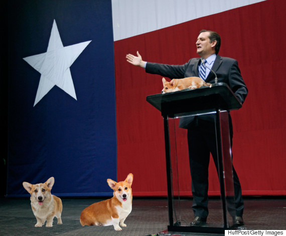 ted cruz corgis