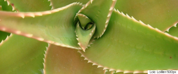 aloe vera