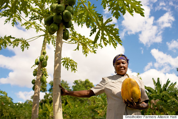 haiti farmers alliance