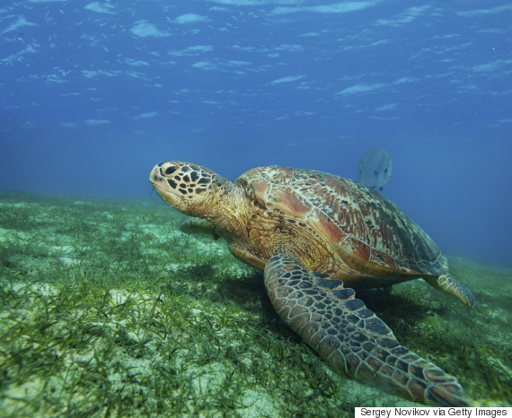 green sea turtle