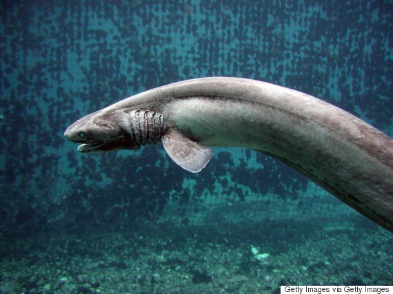 frilled shark