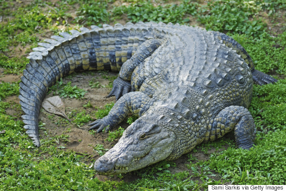 crocodile