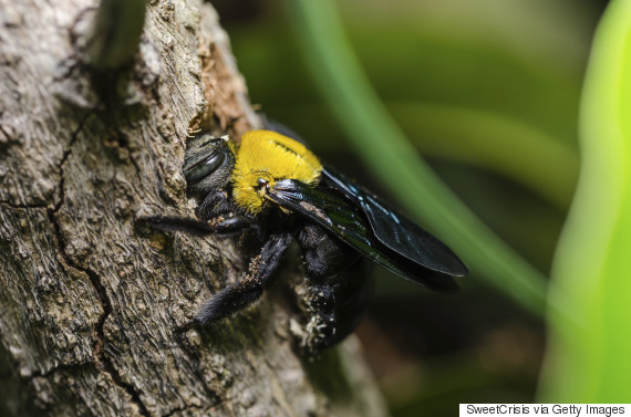 carpenter bee