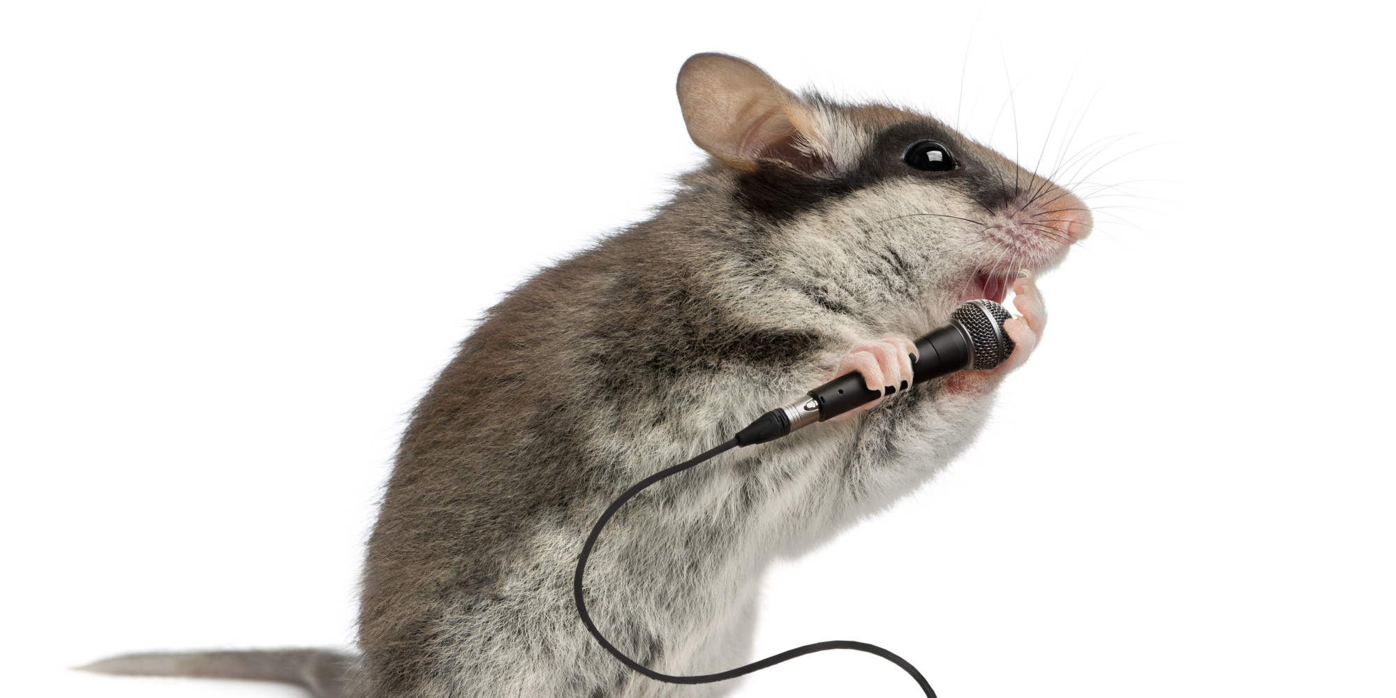 Звуки писк мышей слушать. Мышь. Мышка с микрофоном. Крыса с микрофоном. Поющая мышь.
