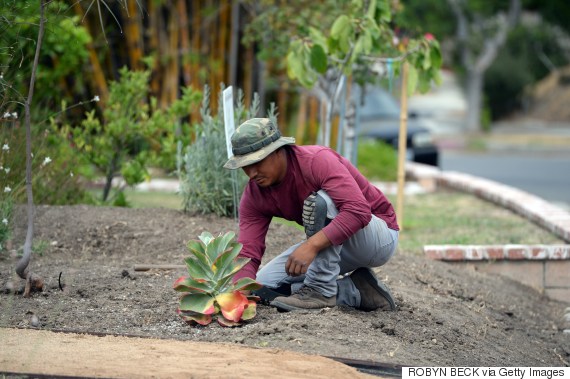 california lawn removal