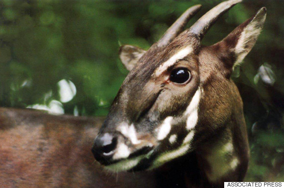 saola