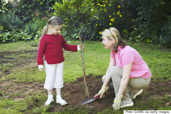 planting a tree