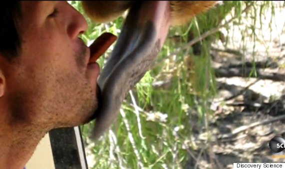 man french kisses giraffe