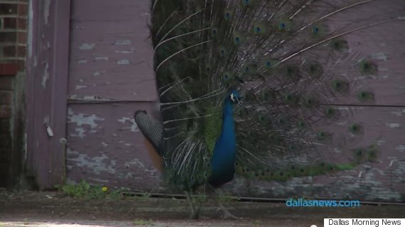 peacock 2