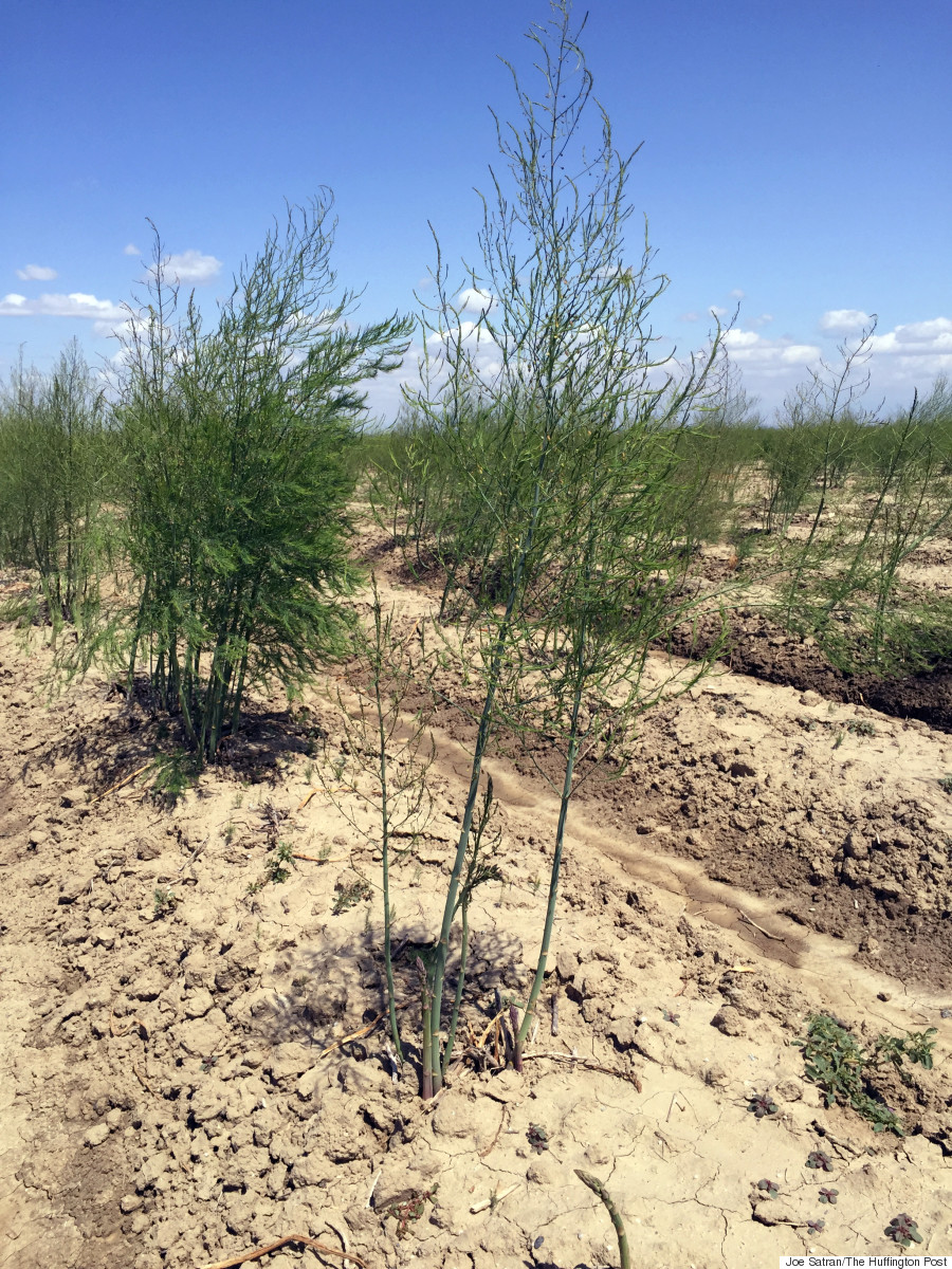 asparagus ferns