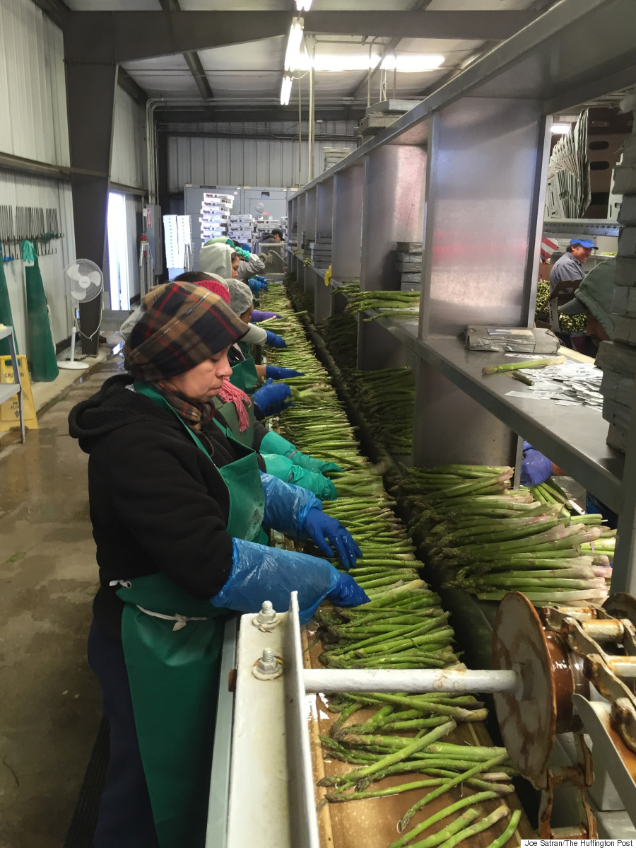 sorting asparagus