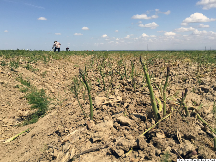 asparagus field