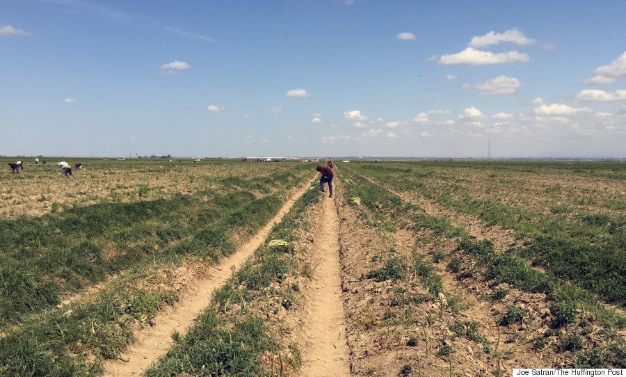 rows of asparagus