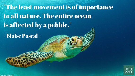 11 Quotes About The Ocean That Remind Us To Protect It Huffpost