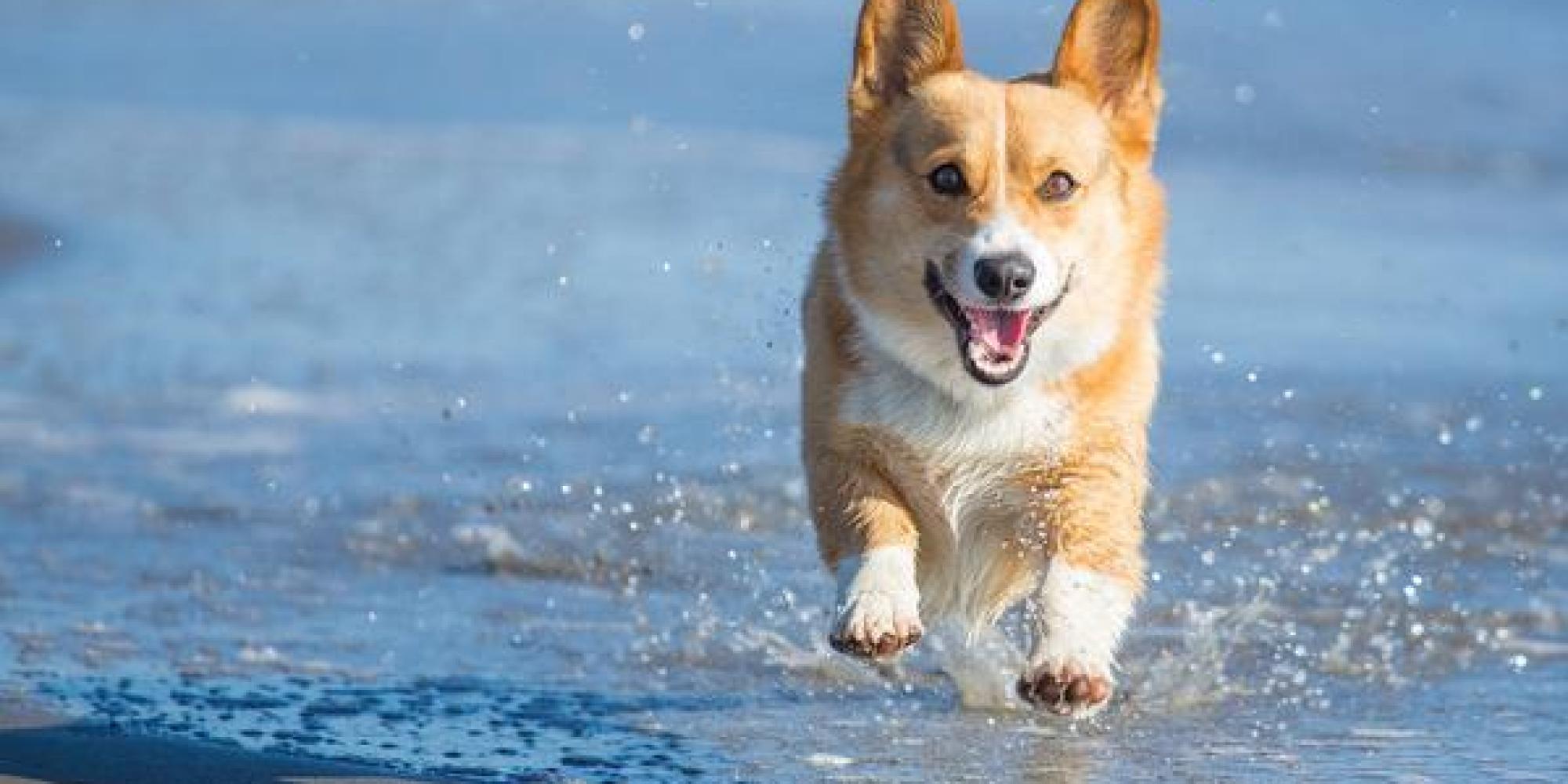 634 Corgis Hit The Beach, Wave Of Cuteness Crashes Over Us