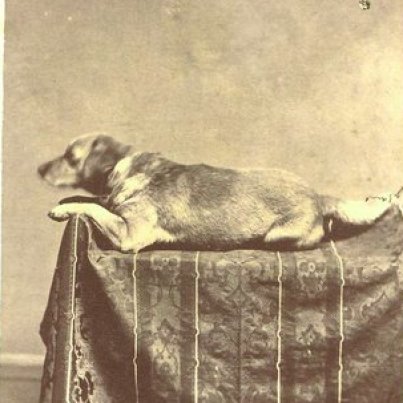 lincoln dog