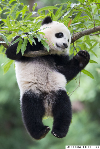 Tell Me Why: Panda Bears