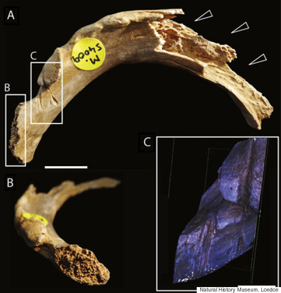 early humans cannibals