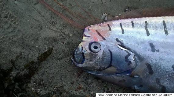 oarfish