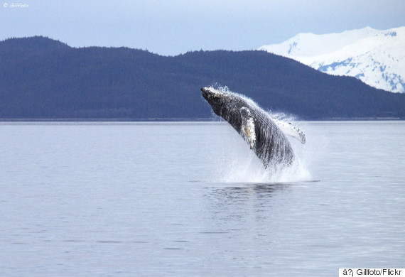 humpback alaska