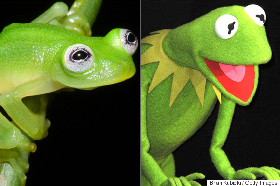 This Newly Discovered Frog Looks Exactly Like Kermit Huffpost
