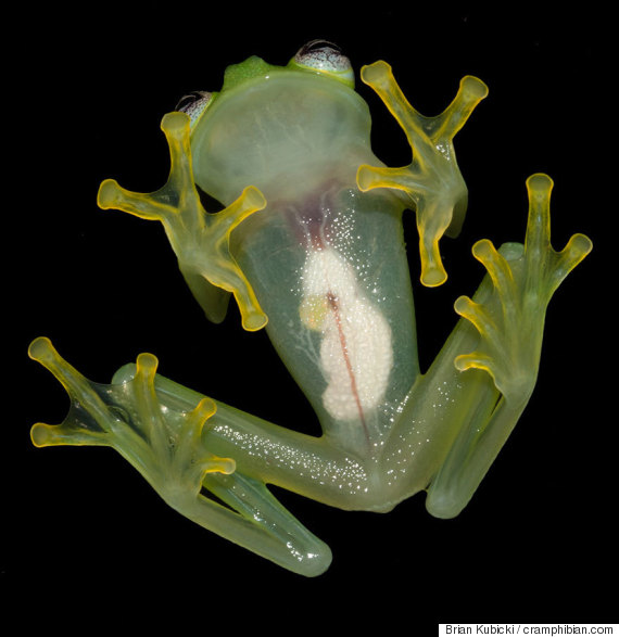 kermit frog 2