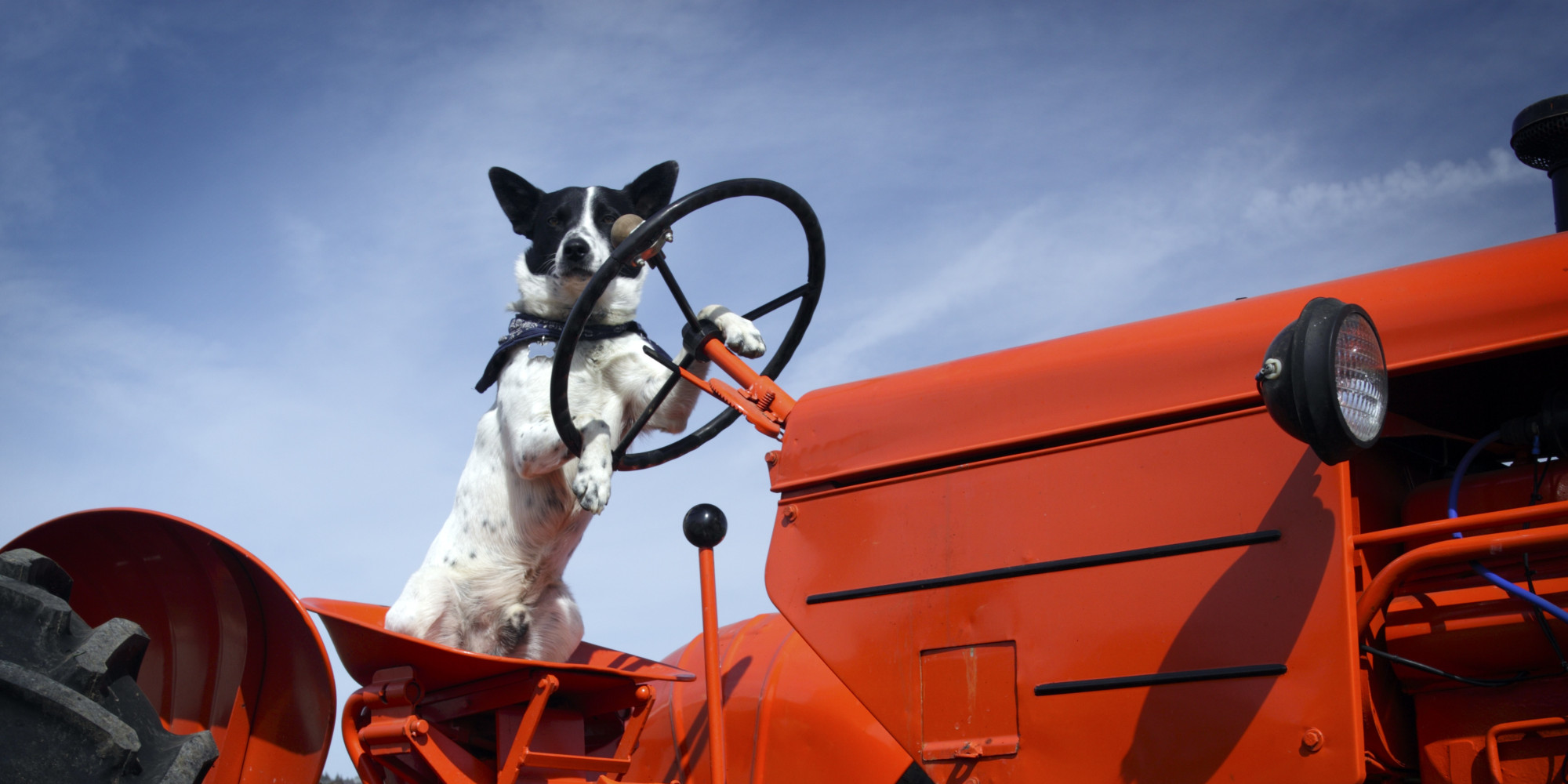 Dog Causes Traffic Delays By Driving Tractor Onto Scottish Motorway HuffPost UK