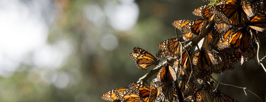 monarch butterfly