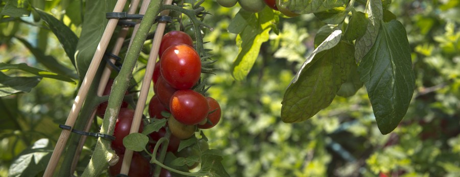 veggie garden