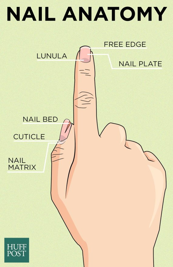 nail anatomy