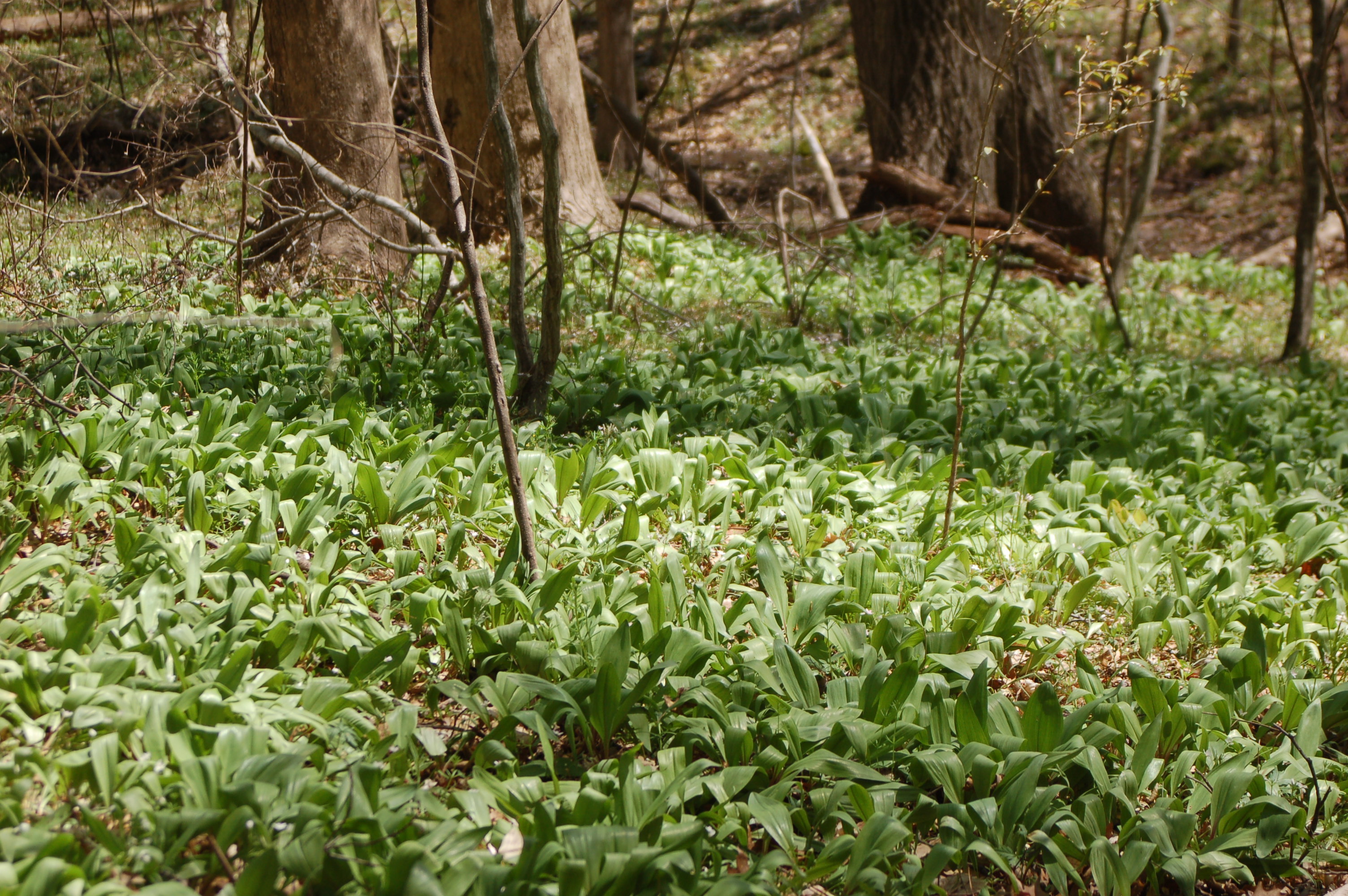 What Are Ramps Anyway And Why Do Food Lovers Freak Out Over Them 