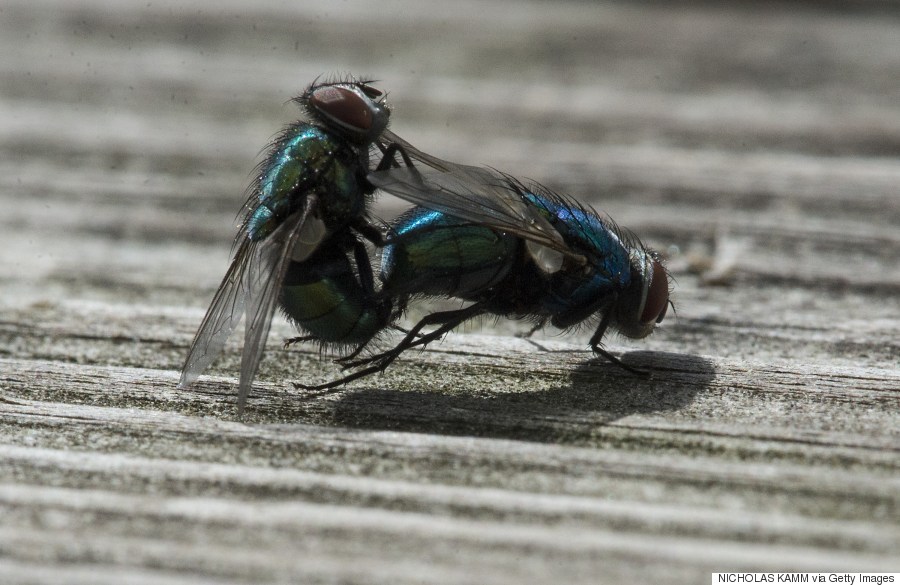 flies copulating