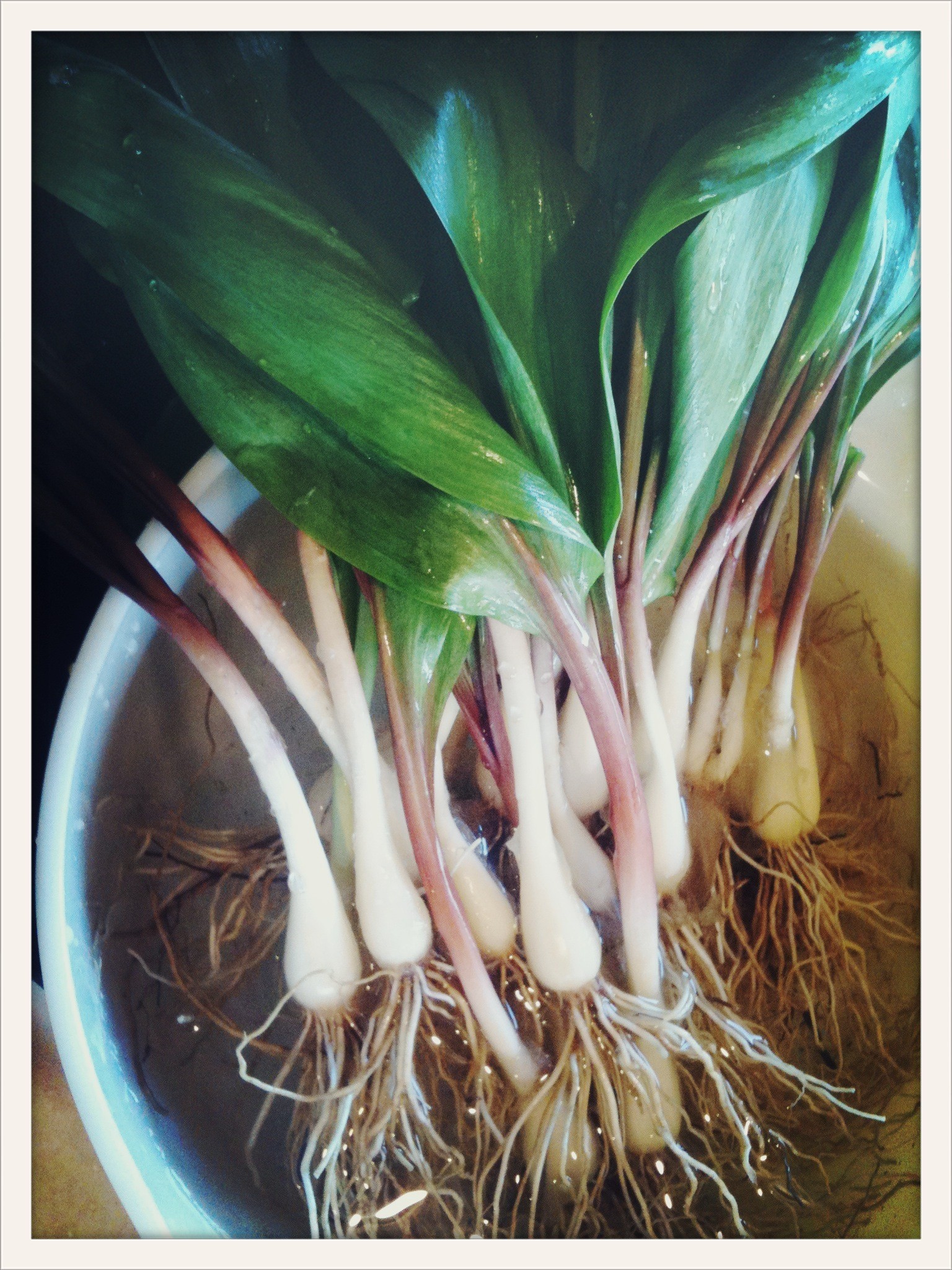 wild leek