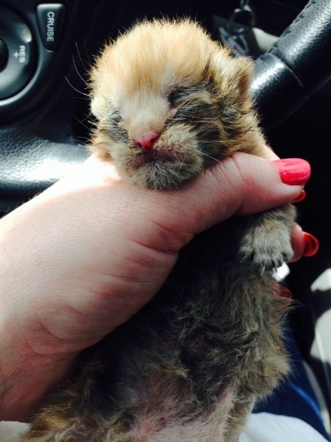 kittenrescued