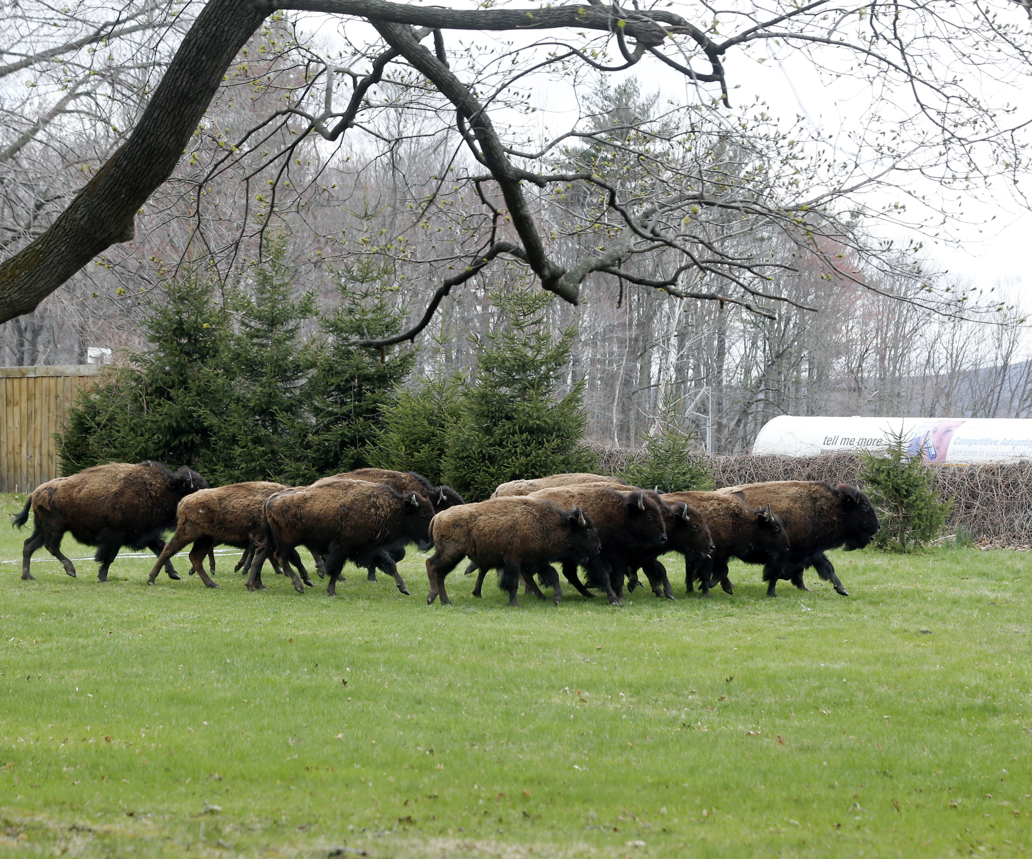Præferencebehandling skrå Ugyldigt Escaped Buffalo Herd Shot Dead In New York | HuffPost null