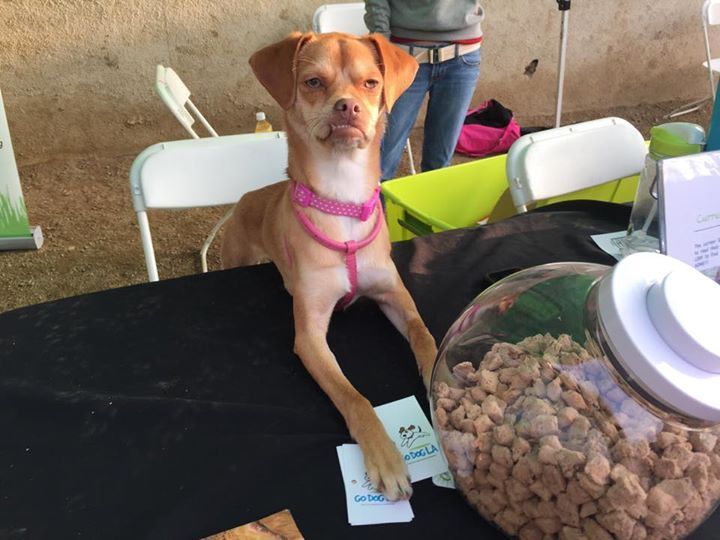 Dog That Looks Like Steve Buscemi Highlights The Problem With