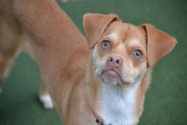 Dog That Looks Like Steve Buscemi Highlights The Problem With