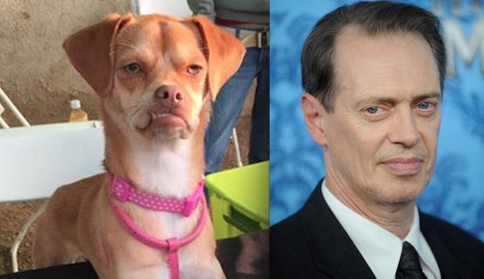 Dog That Looks Like Steve Buscemi Highlights The Problem With