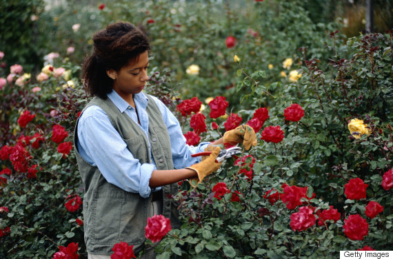 gardening