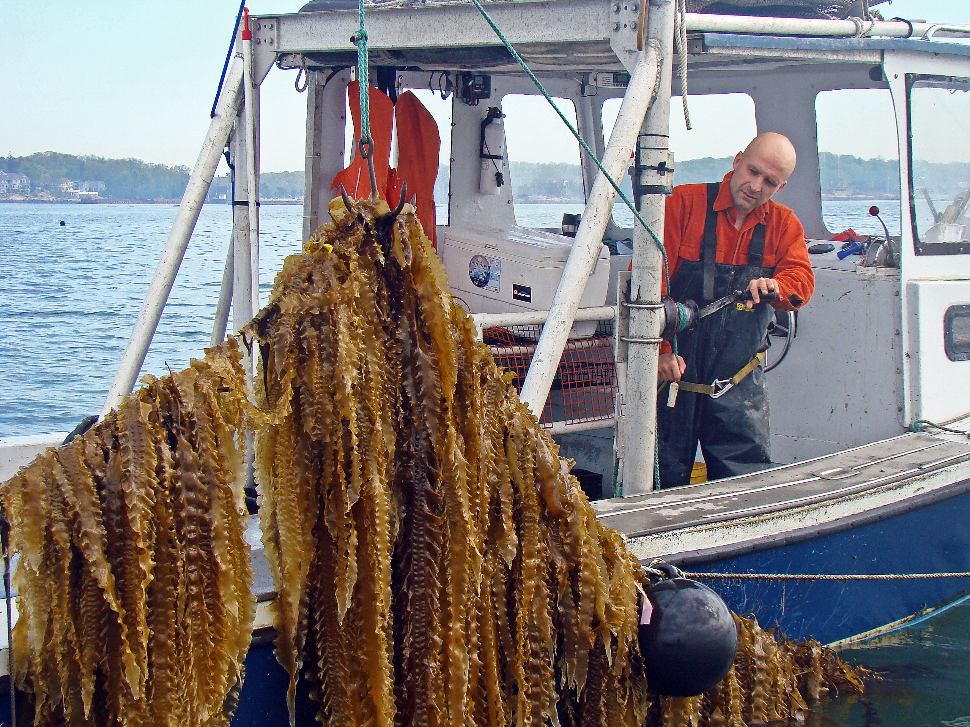 kelp fishing