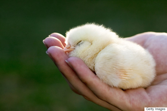 baby chick