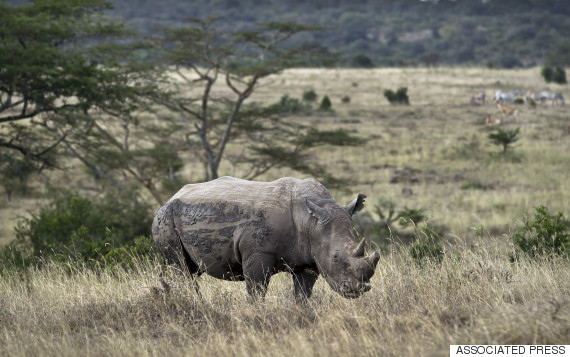 white rhino