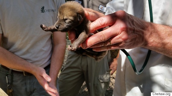 red wolf pup